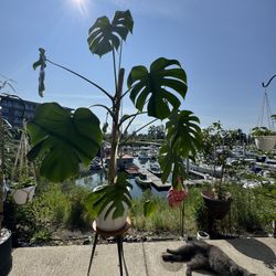 Large Monstera Deliciosa