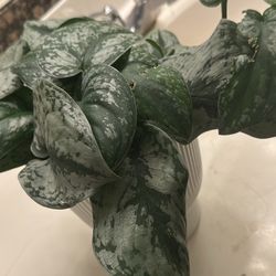 Scindapsus Exotica