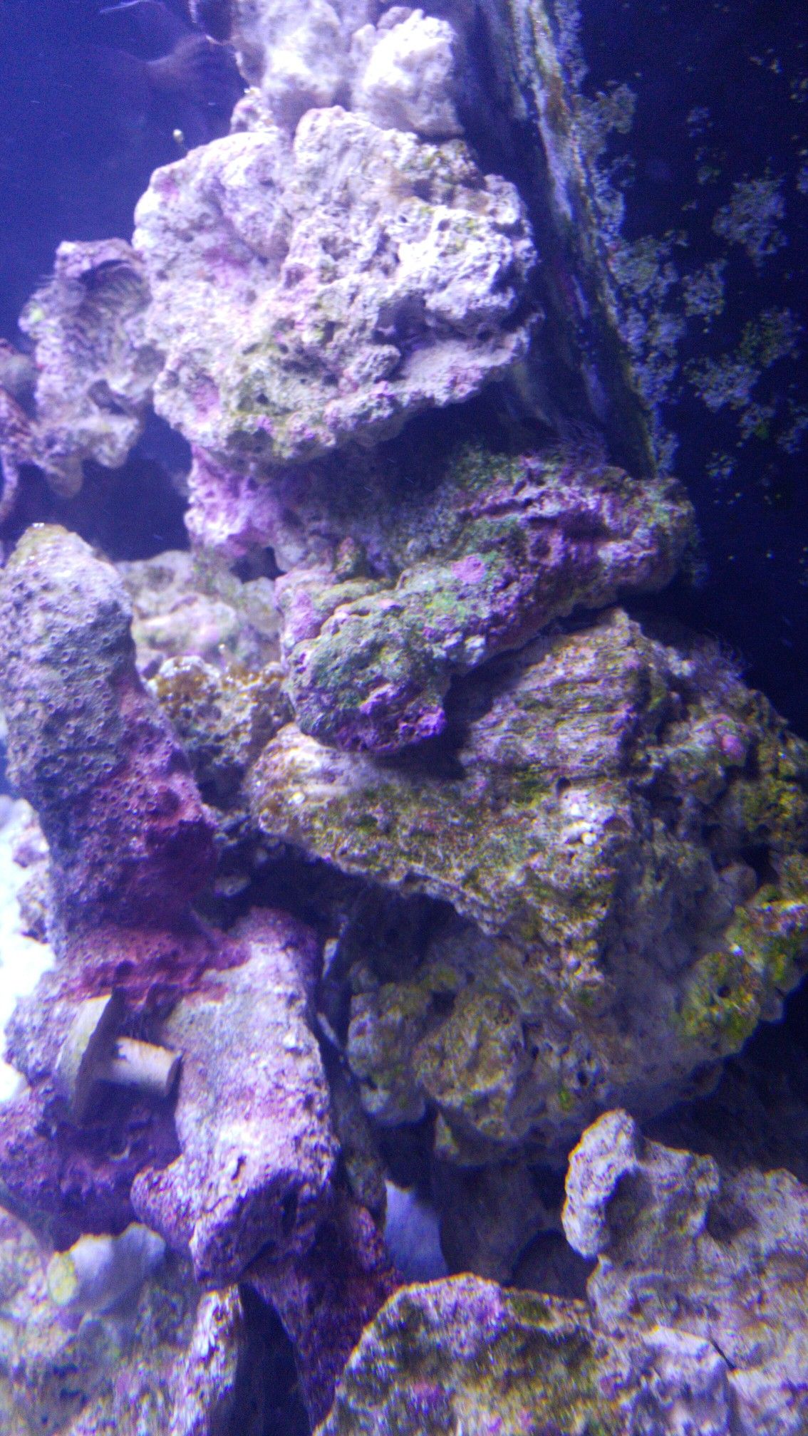 Hi . are you tired of your aquarium ? you want to get out of the hobbie? we collect your aquarium and your fish