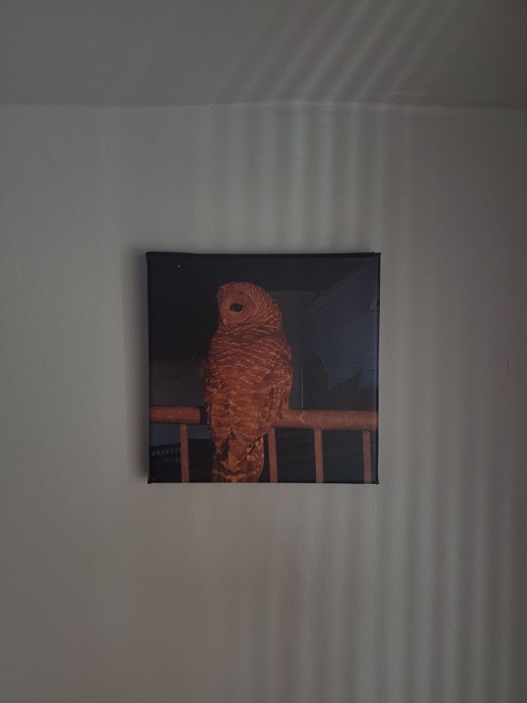 Owl Canvas Picture