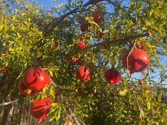 Pick your own organic pomegranate