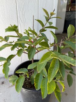 Thai Ruby Guava seedless tree
