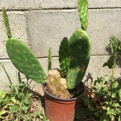 Plant