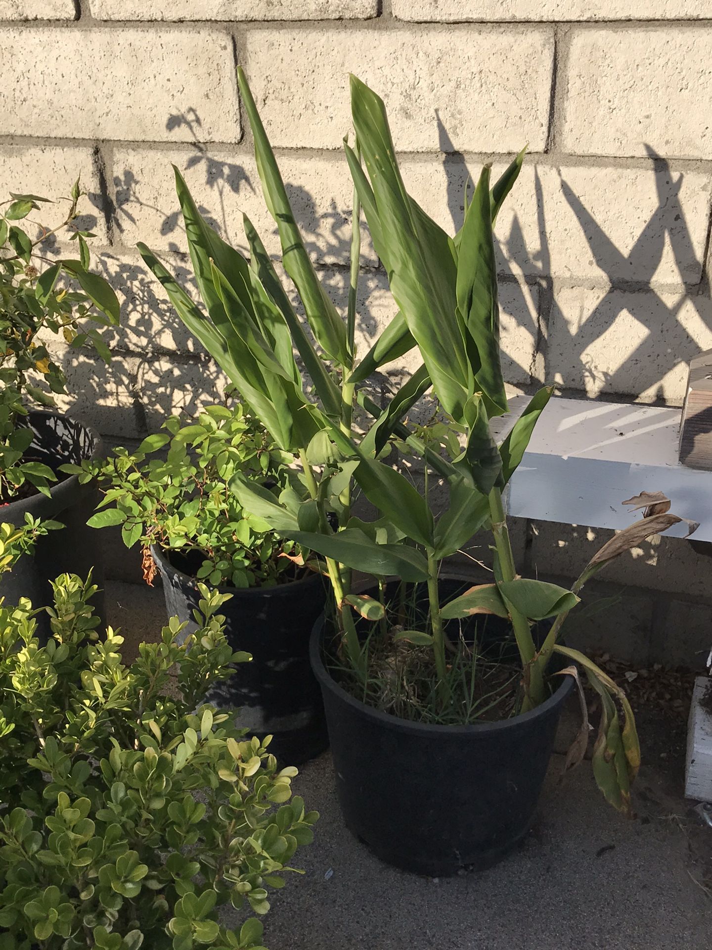 Banana tree and ginger