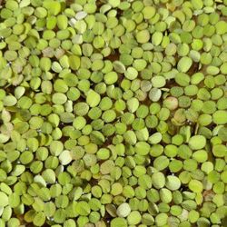 Salvinia minima
Fish Tank 
Floating Plants