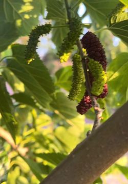 Pakistan mulberry