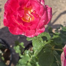 Roses