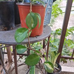 Hoya Plant Variegated 