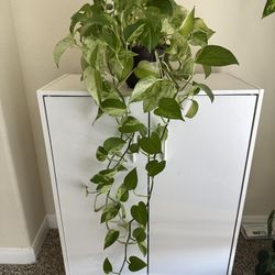 Marble queen pothos