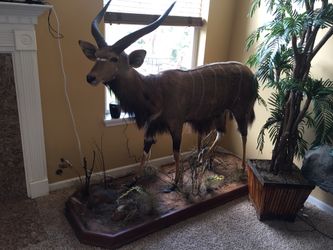 Taxidermy