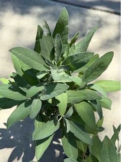 🌿 Bushy Sage鼠尾草 – 1 Gallon | Fragrant & Ready to Harvest!