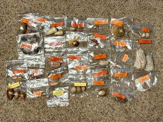 Lot of 240 Vintage Seashells