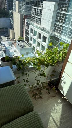Large Heartleaf Philodendron Houseplant with Long Vines