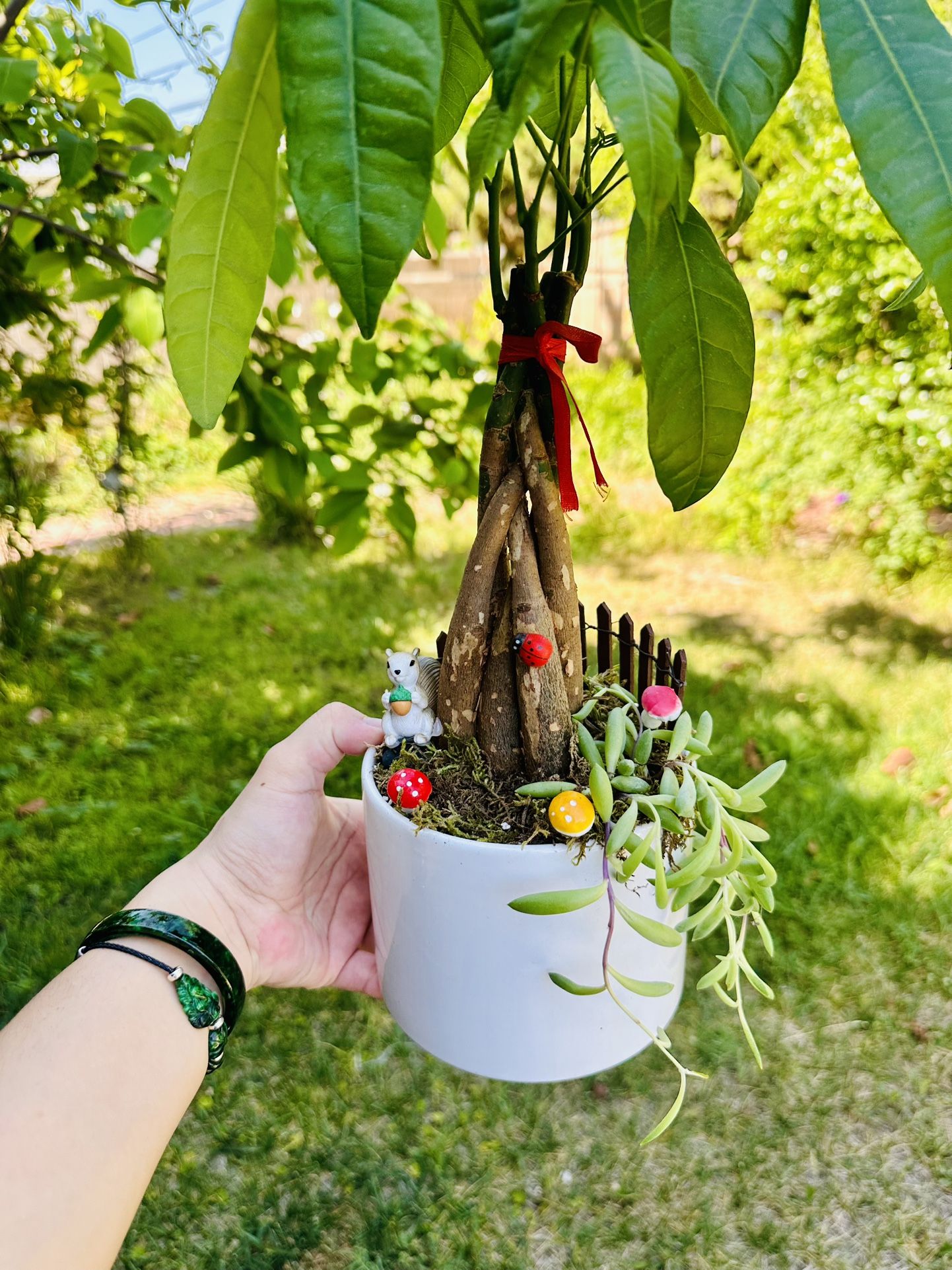 Money Tree Live Plant and Succulent Live Plant In Ceramic Pot With Decoration New condition