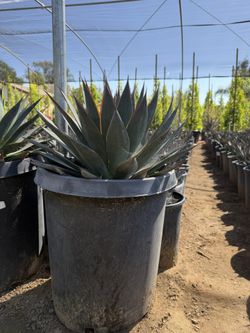 AGAVE BLUE GLOW