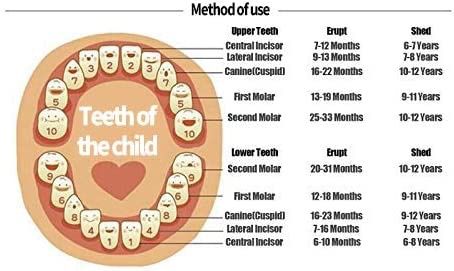 $20 Barka Ave Baby Teeth Box Save Wooden Boxes First Haircut Keepsake Tooth Fairy Box Personalized Tooth Holder for Girl