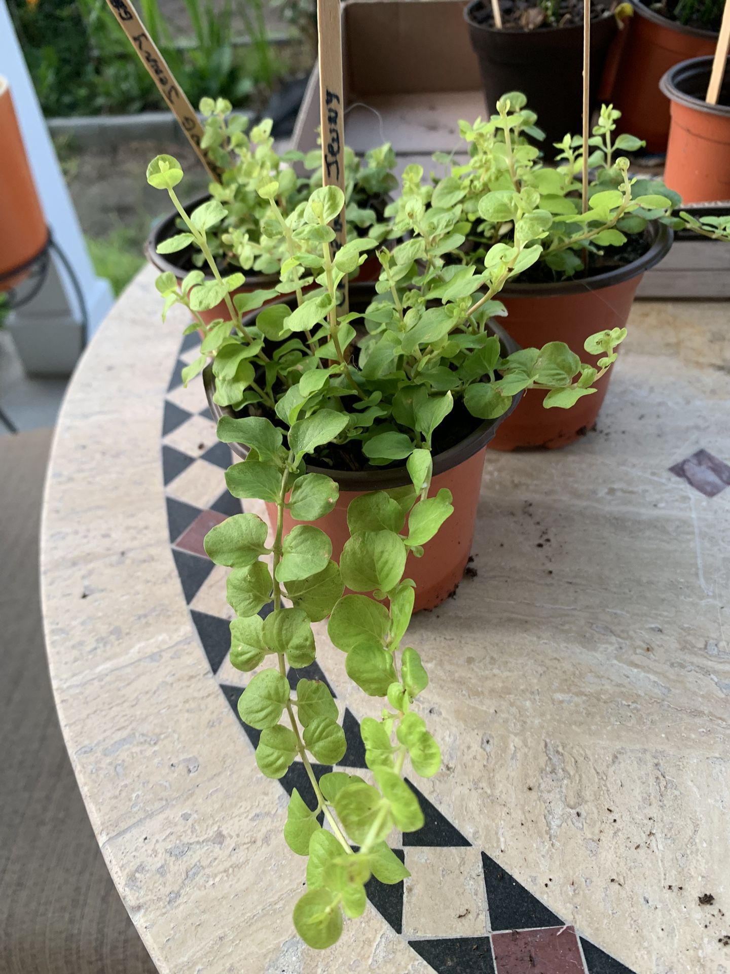 3 Creeping Jenny Ground Cover Plants. Bright Green Leaves, Can Be Used In Ground Or To Hang From Pots, Comes Back Every Year Part Of The Sedum Family
