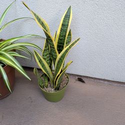 Snake Plant In Miramesa