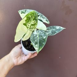4” Variegated Alocasia Frydek