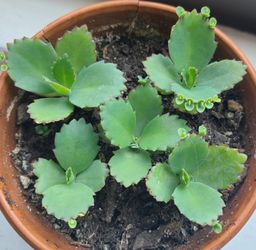 Mother of Thousands, juvenile plants