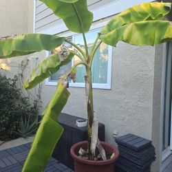 Banana Plant With Pot