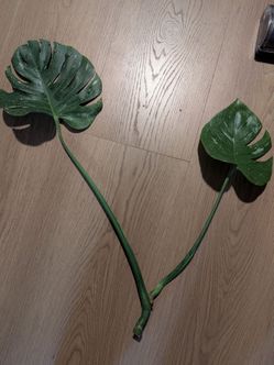 Monstera thai constellation cuttings