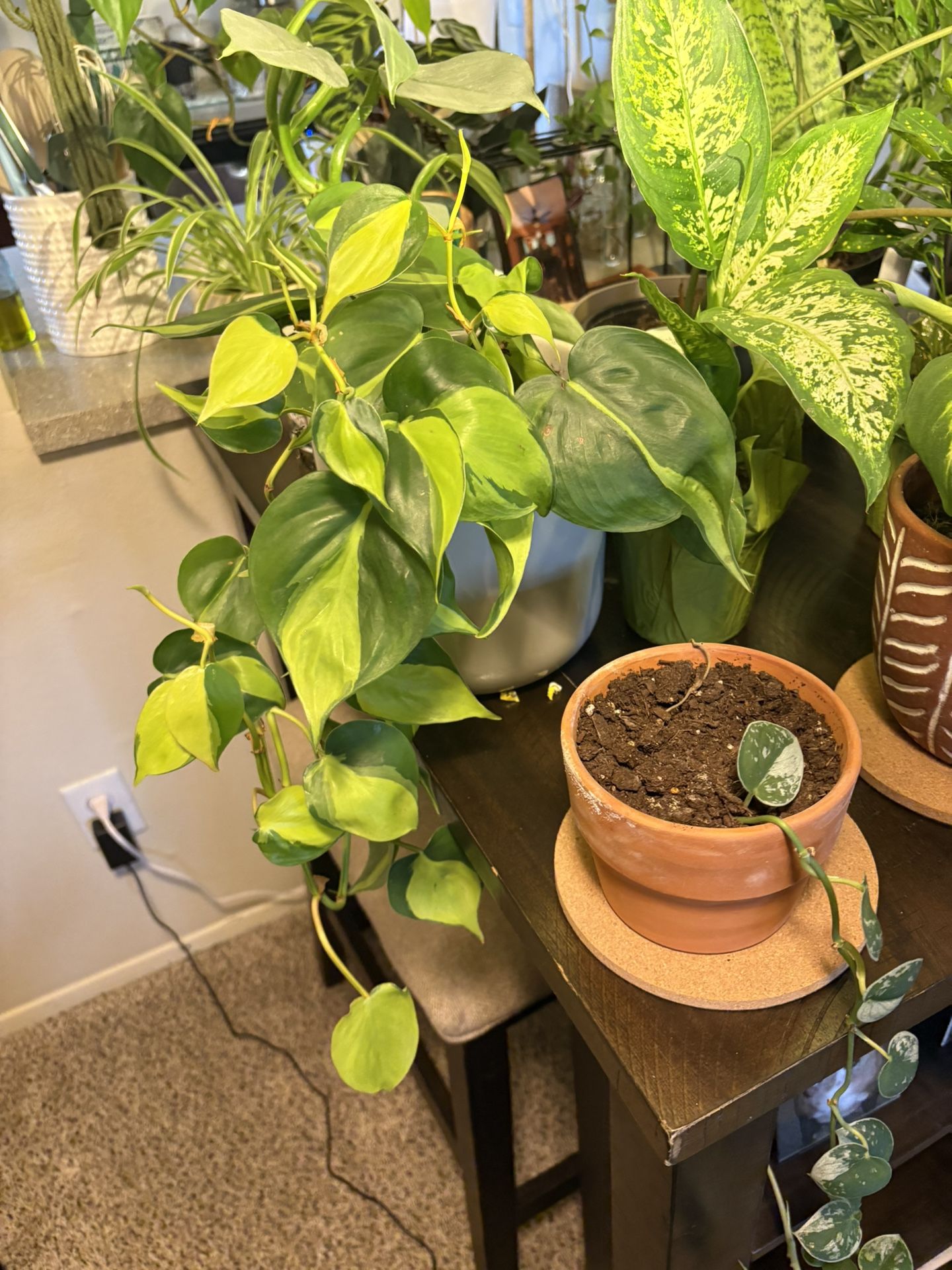 PLANT SALE!!