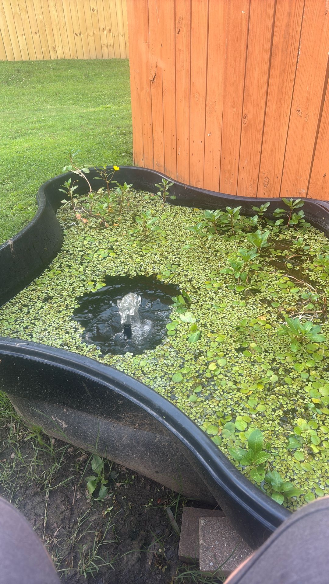 Live Aquatic Plants For Sale