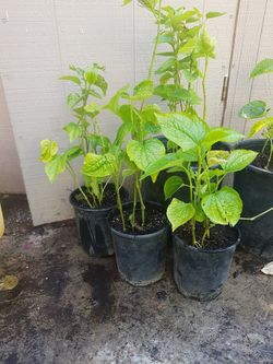 SIRIH. ( Herb Plant )