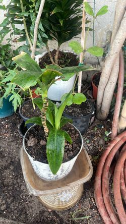 Cordyline fruticosa ti plant