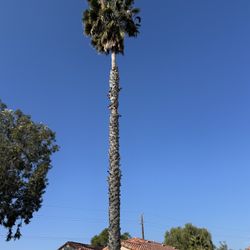 Palm Trees