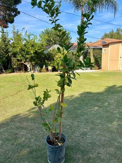 Mexican Lime Tree