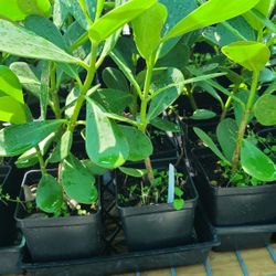 Clusia Plants 1/4plug Tree 