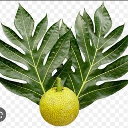 Breadfruit Airlayered Trees 7gal Arboles De Pana Injertados 7gal 