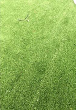 Fake grass