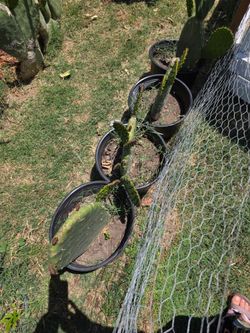 Nopal en maceta