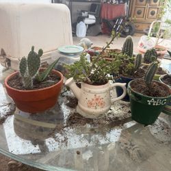 Healthy Cactus ,plants 