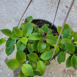 Lipstick Pagoda Plant 
