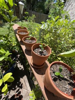 Valley Lemon Baby Trees