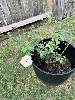 Earth Angel Rose in 20" Pot – Blooming – $15