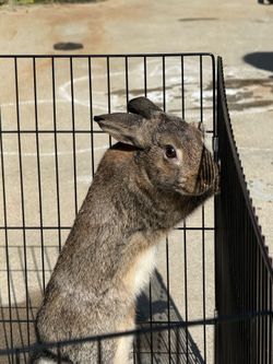 Rabbit / cage