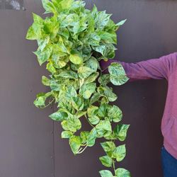 6” snow queen pothos Xl