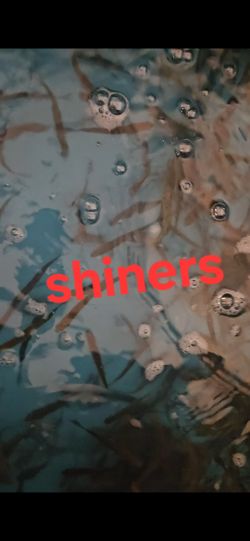Shiners