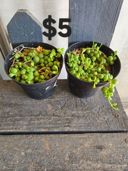String Of pearls plant