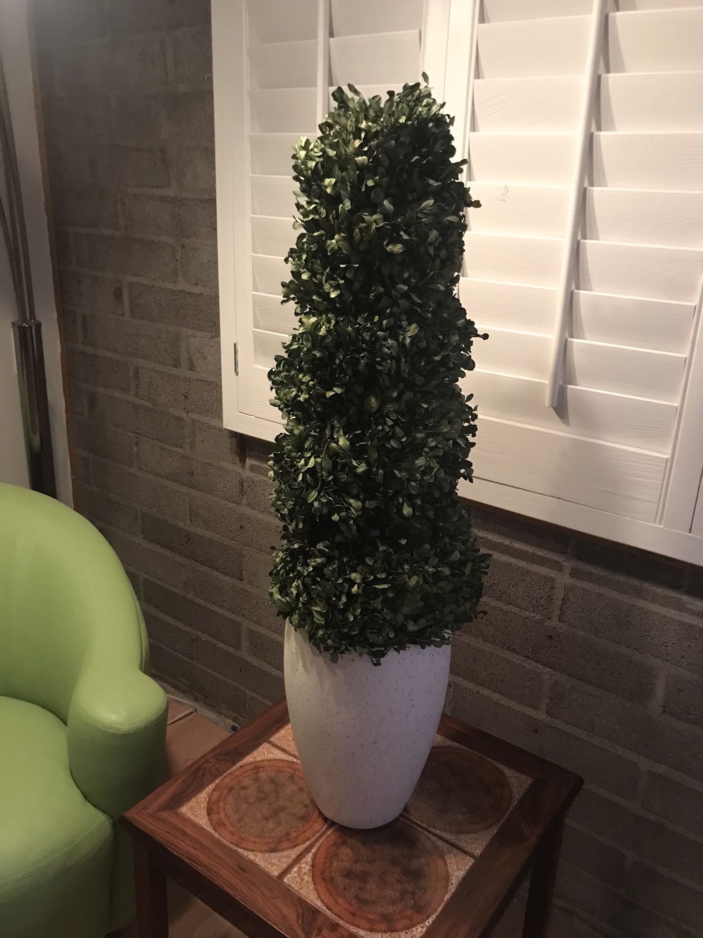 Tall Live Preserved Boxwood Topiary