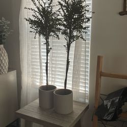 2 Myrtle Plant In Cement Pot