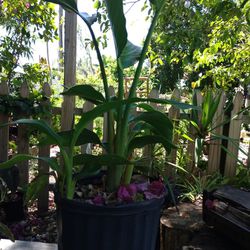 White Bird Of Paradise And Canna Lily Plants