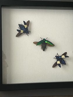 Jewel Beetles