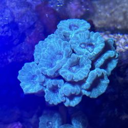 Corlas Reef 