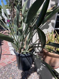 Plants 15 gallon and larger
